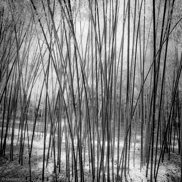 Shade of the Bamboos: photo FILTER (Author: Ossiane)