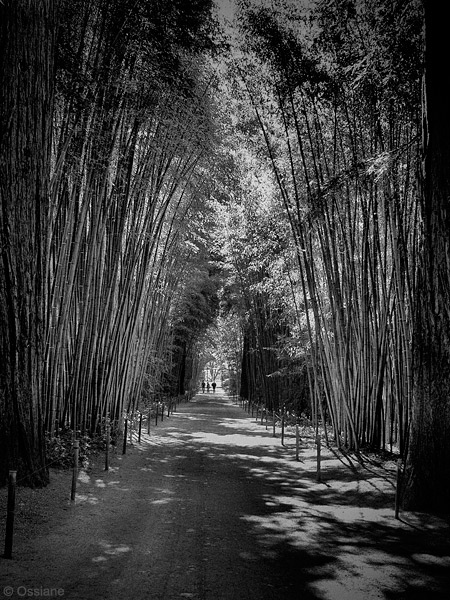 Photo VAULT from the SHADE OF BAMBOOS gallery (Ossiane)